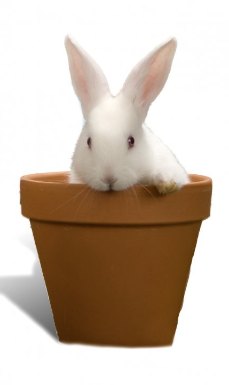 Cute bunny in flower pot